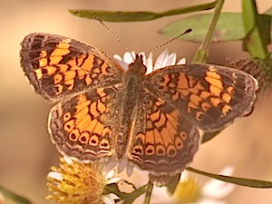 Pearl Crescent Butterfly